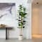 7ft. Fiddle Leaf Tree in Decorative White Planter